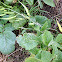 Wild radish