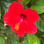 Hibiscus 
