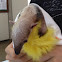 Southern tamandua / tamanduá mirim