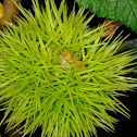 Sweet Chestnut fruit, erizo de castaña
