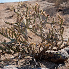 Cholla Cactus