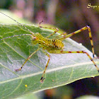 Katydid nymph
