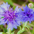 Cornflower