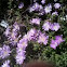 Light lavendar green goddess