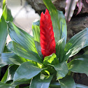 Red Ginger
