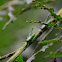 Saltamontes
