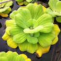 Water lettuce