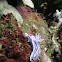 Chromodoris willani