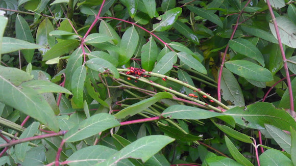 Spotting Image 1