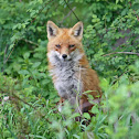 Red Fox