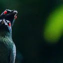 Asian Glossy Starling