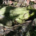 American Bullfrog