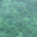 Barracuda