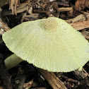 Yellow Parasol Mushroom