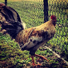 Rooster