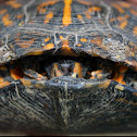 Eastern Box Turtle