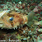 Porcupine Fish