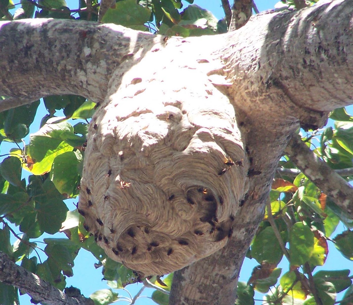 Paper Wasp