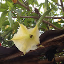 Floripondio