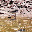 Baird's Sandpiper