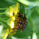 Banded Longhorn Flower Beetle