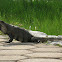 Black Spiny-tailed Iguana