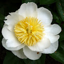 peony 'Snow Swan'