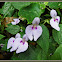 Unidentified Wild Balsam