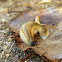 Slug