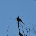Phainopepla