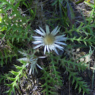 Stemless carline thistle