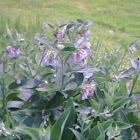 Comfrey