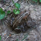 American toad
