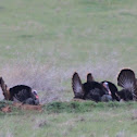 Wild Turkey