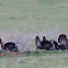Wild Turkey