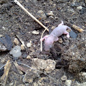 Rat babies