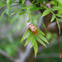 Leaf Beetle