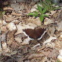 Mourning cloak