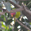 Plum Headed Parakeet