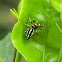 Jumping Spider