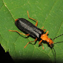 Downy leather wing