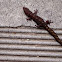 Marbled House Gecko