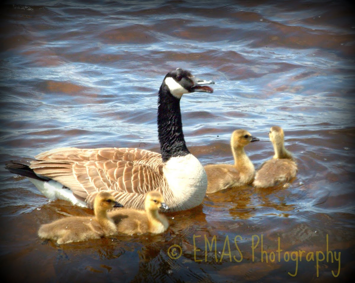 Canadian Goose
