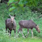 Elk
