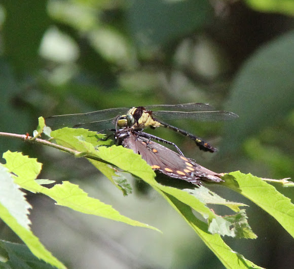 Spotting Image 1