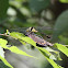 Grappletail