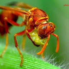 Red wasp