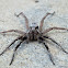 Carolina Wolf Spider