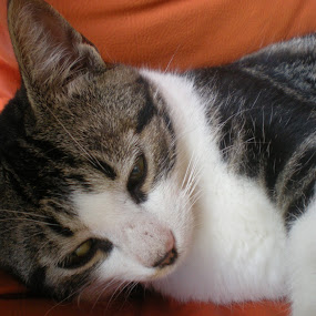Sad Cat by Anderson Soares - Pets Cats