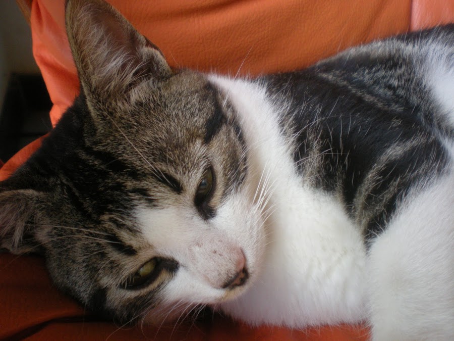 Sad Cat by Anderson Soares - Pets Cats